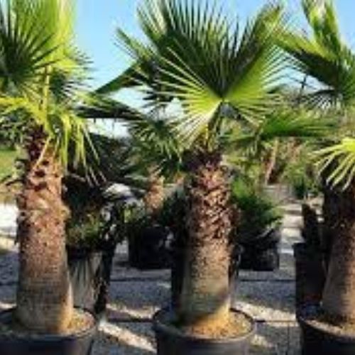 Washingtonia Palm Fruit Tree Manufacturer & Supplier in India